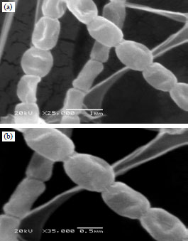 Image for - Antimicrobial Potentialities of Streptomyces lienomycini NEAE-31 Against Human Pathogen Multidrug-resistant Pseudomonas aeruginosa