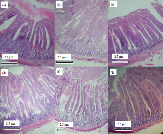 Image for - Growth Performance, Intestinal Histomorphology, Blood Hematology and Serum Metabolites of Broilers Chickens Fed Diet Supplemented with Graded Levels of Acetic Acid