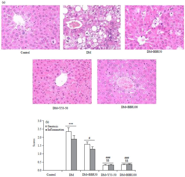 Image for - Berberine Analogue Y53 has Improved Antioxidant and Anti-Inflammatory Activities in Diabetic C57BL/6J Mice with Liver Steatosis