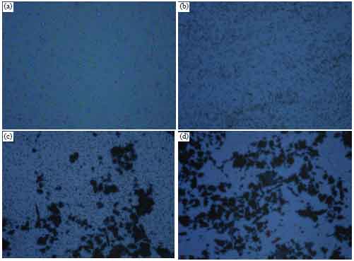 Image for - Cytotoxic and Anti-proliferative Activities of the Tetrapleura tetraptera Fruit Extract on Ehrlich Ascites Tumor Cells