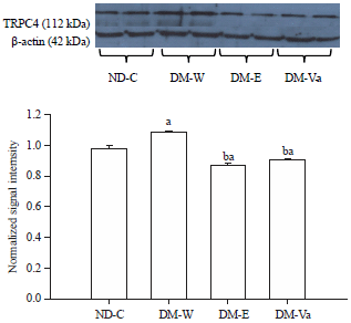 Image for - Enalapril and Valsartan Improved Enhanced CPA-induced Aortic Contractile Response in Type 2 Diabetic Rats by Reduction in TRPC4 Protein Level