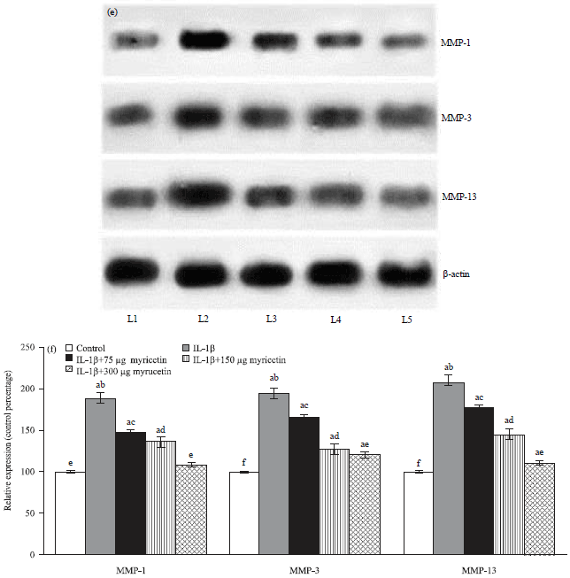 Image for - Myricetin Exerts Anti-osteoarthritic Effects in IL-1β Stimulated SW1353 Cells via Regulating Matrix Metalloproteinases and Modulating JNK/P38MAPK/Ap-1/c-Fos and JAK/STAT Signalling