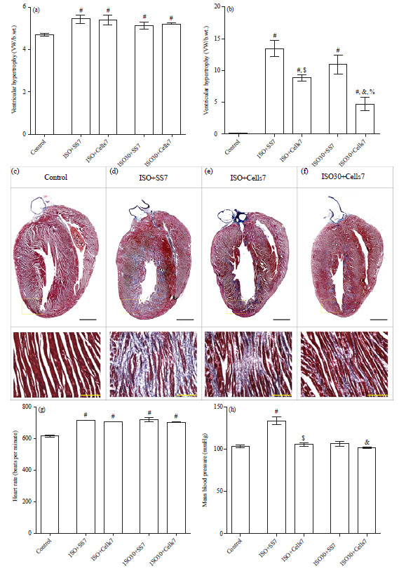 Image for - GCSF Partially Repairs Heart Damage Induced by Repetitive β-adrenergic Stimulation in Mice: Potential Role of the Mobilized Bone Marrow-derived Cells