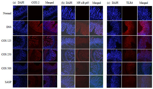 Image for - Chitooligosaccharides Downregulate TLR4/NF-κB/COX-2 Signaling Cascade in Dextran Sulfate Sodium-treated Mice: A Potential Mechanism for the Anti-colitis Effect