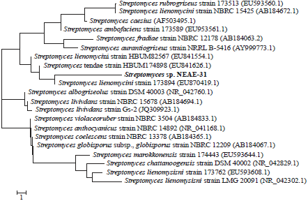 Image for - Antimicrobial Potentialities of Streptomyces lienomycini NEAE-31 Against Human Pathogen Multidrug-resistant Pseudomonas aeruginosa