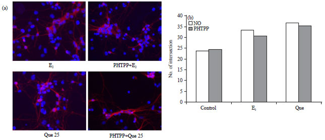 Image for - Estrogen-like Properties of Quercetin Protect Rat Hippocampal Neurons by Estrogen Receptor Alpha