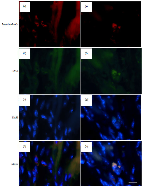 Image for - GCSF Partially Repairs Heart Damage Induced by Repetitive β-adrenergic Stimulation in Mice: Potential Role of the Mobilized Bone Marrow-derived Cells