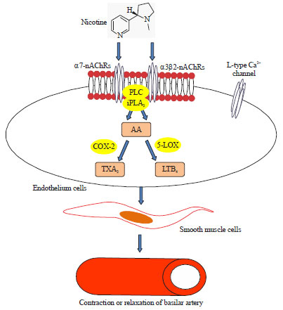 Image for - Involvement of Arachidonic Acid Metabolites Pathway and Nicotinic Acetylcholine Receptors (nAChRs) on Nicotine-induced Contractions (or Relaxations) in the Basilar Artery
