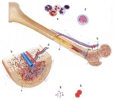 Image for - A Novel Tissue Engineering Technique of Mesenchymal Stem Cells