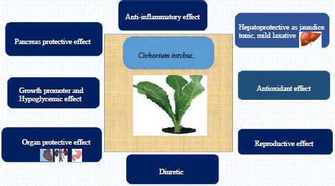 Image for - Chicory (Cichorium intybus) Herb: Chemical Composition, Pharmacology, Nutritional and Healthical Applications