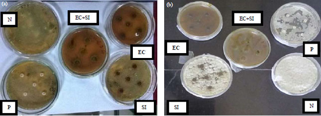 Image for - Antifungal Activity of Methanolic Extracts of Leaves of Eucalyptus citriodora and Saraca indica Against Fungal Isolates from Dermatological Disorders in Canines
