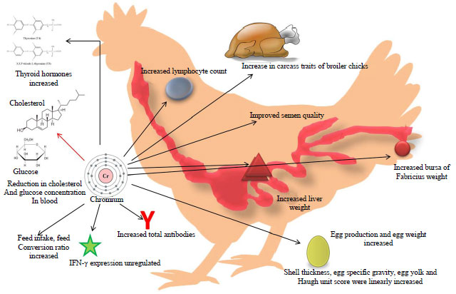 Image for - Role of Chromium in Poultry Nutrition and Health: Beneficial Applications and Toxic Effects