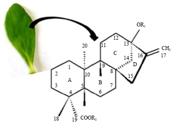 Image for - Critical Review on Steviol Glycosides: Pharmacological, Toxicological and Therapeutic Aspects of High Potency Zero Caloric Sweetener