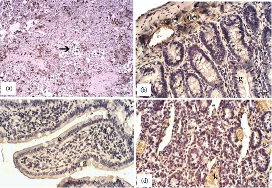 Image for - Protective Effect of Mesna on Intestinal Ischemia-reperfusion Injury by Nitric Oxide and Arginase in an Experimental Rat Model