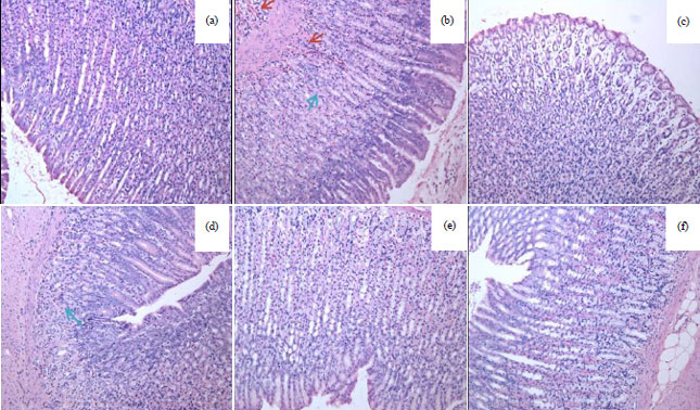 Image for - Gastroprotective Effects of Dregea sinensis Hemsl. (Daibaijie) Against Aspirin-induced Gastric Ulcers in Rats