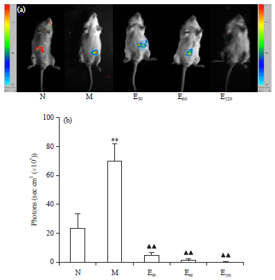 Image for - Liver Protective and Reactive Oxygen Species ScavengingEffects of Emodin in Lipopolysaccharide/Bacillus CalmetteGuerin-injured Mice by Optical Molecular Imaging
