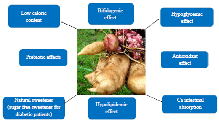 Image for - Nutritional and Healthical Aspects of Yacon (Smallanthus sonchifolius) for Human, Animals and Poultry