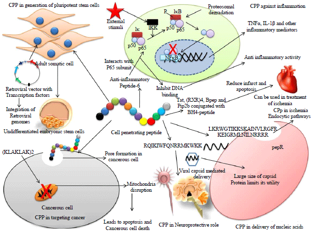 Image for - Cell Penetrating Peptides: Biomedical/Therapeutic Applications with Emphasis as Promising Futuristic Hope for Treating Cancer