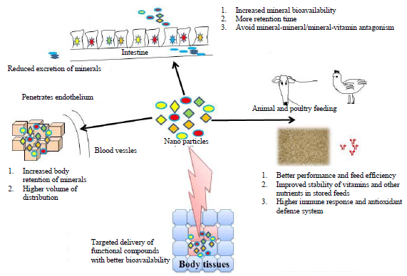 Image for - Role of Nanoparticles in Animal and Poultry Nutrition: Modes of Action and Applications in Formulating Feed Additives and Food Processing