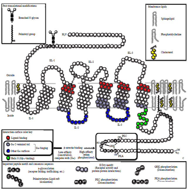 Image for - G-protein Coupled Receptors: A Potential Candidate for Drug Discovery