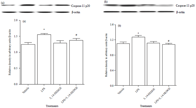 Image for - Inhibition of NLRP3 Inflammasome Contributes to Protective Effect of 5,14-HEDGE Against Lipopolysaccharide-induced Septic Shock