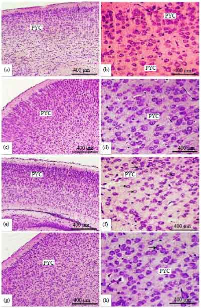 Image for - Green Tea Protects Against Perinatal Nicotine-induced Histological, Biochemical and Hematological Alterations in Mice Offspring