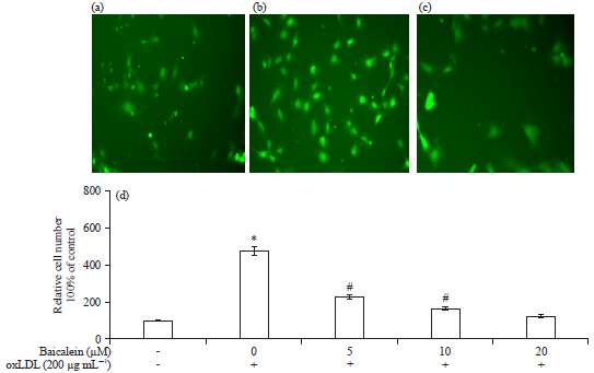 Image for - Protective Effect of Baicalein on oxLDL-induced Oxidative Stress and Inflammation Injury in Endothelial Cell