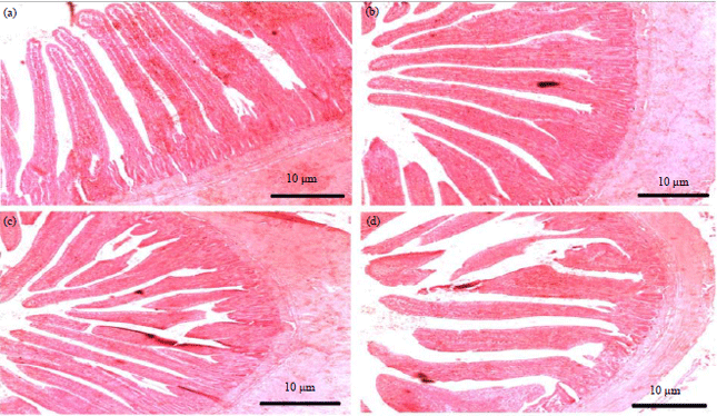 Image for - Effect of Dietary Protein Sources and Amino Acid Balances on Performance, Intestinal Permeability and Morphology in Broiler Chickens