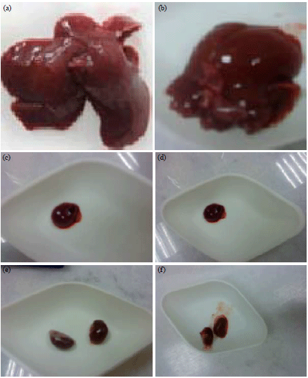 Image for - Evaluation of Anti-diabetic Activity of Acacia tortilis (Forssk.) Hayne Leaf Extract in Streptozotocin-induced Diabetic Rats