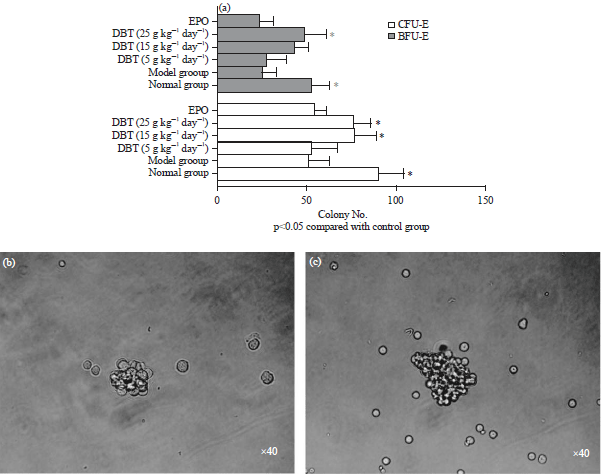 Image for - Effect of Danggui Buxue Tang on Erythropoiesis in Acute Chemotherapy Injured Mice