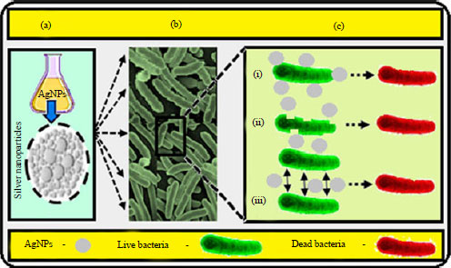 Image for - Silver Nanoparticles: Biosynthesis and Antimicrobial Potentialities