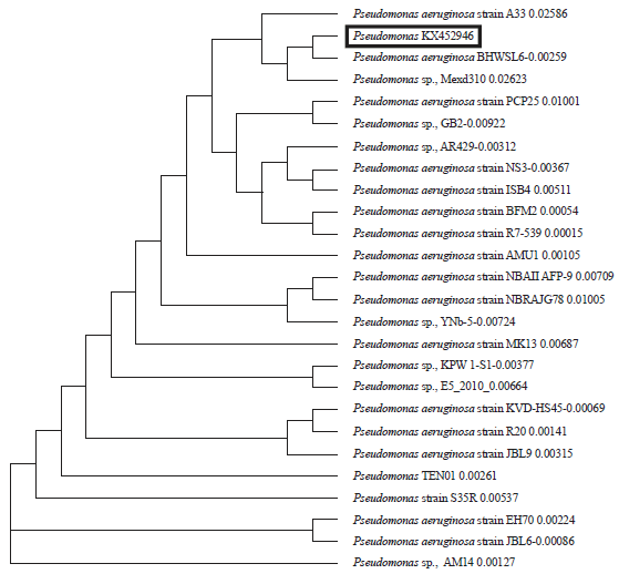 Image for - Molecular Characterization of β-lactam Antibiotic Resistant Pseudomonas aeruginosa Isolated from Egyptian Food