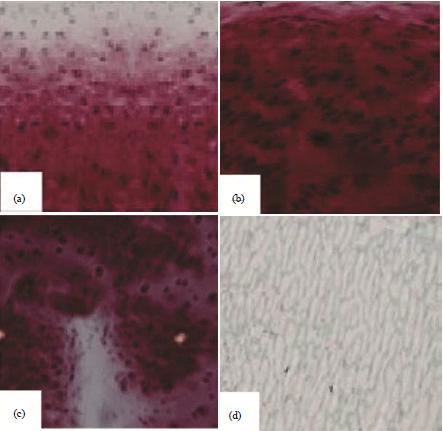 Image for - A Novel Tissue Engineering Technique of Mesenchymal Stem Cells