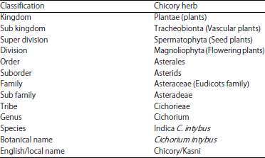 Image for - Chicory (Cichorium intybus) Herb: Chemical Composition, Pharmacology, Nutritional and Healthical Applications