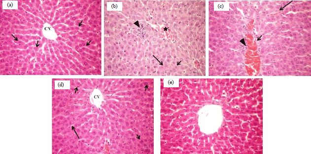 Image for - Effectiveness of Moringa oleifera L. Leaves Extract Against Methotrexate-induced Acute Hepatotoxicity in Male Rats