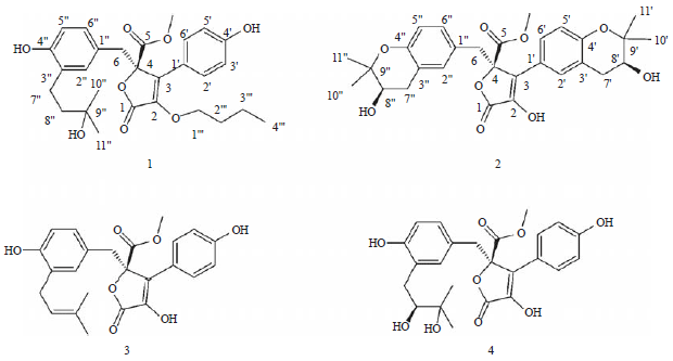 Image for - Bioactive γ-butyrolactones from Endophytic Fungus Aspergillus versicolor