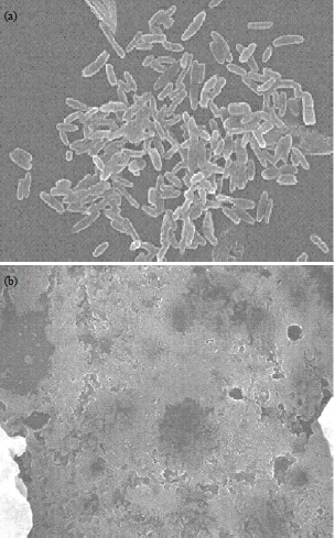 Image for - Antibacterial Activity of Silver Nanoparticles Using Ulva fasciata Extracts as Reducing Agent and Sodium Dodecyl Sulfate as Stabilizer