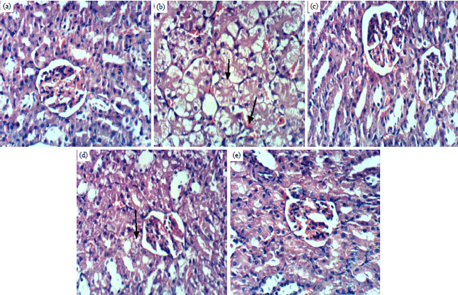 Image for - Protective Effect of Arnebia hispidissima Against Carbon Tetrachloride-induced Heart and Kidney Injury in Rats