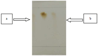 Image for - Ethyl Acetate Fraction Activities of Myrmecodia tuberosa Jack. in Anemic Mice