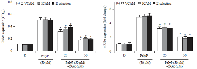 Image for - Suppressive Effects of Zingerone on Polyphosphate-Mediated Vascular Inflammatory Responses