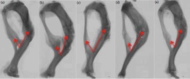 Image for - Marantodes pumilum Leaves Promote Repair of Osteoporotic fracture In Postmenopausal Sprague-Dawley Rats