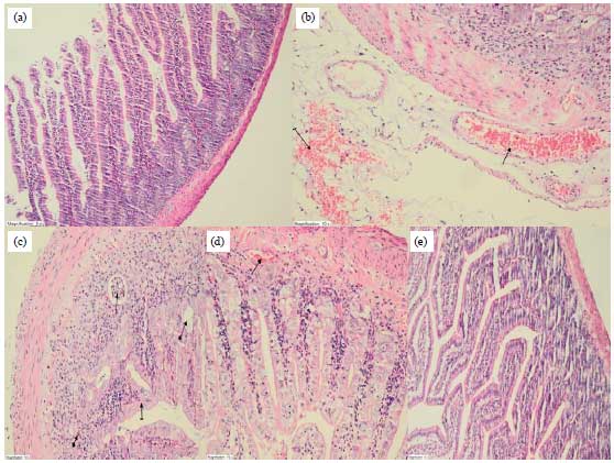 Image for - Effect of Rutin on Cisplatin-induced Small Intestine (Jejunum) Damage in Rats