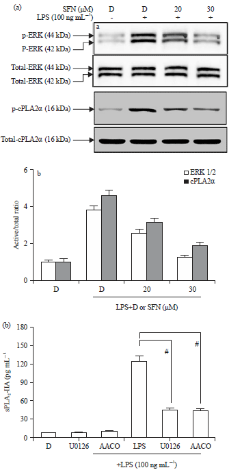 Image for - Inhibitory Effect of Sulforaphane on Secretory Group IIA Phospholipase A2