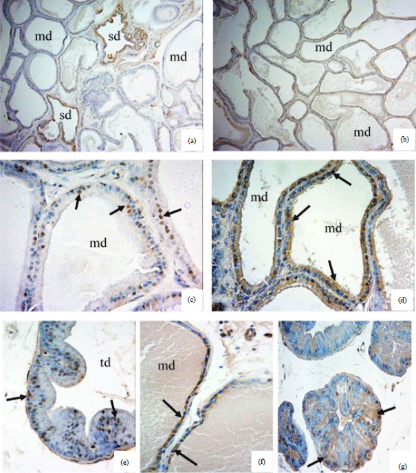 Image for - Aryl Hydrocarbon Receptor Is Expressed in the Prostate Gland of Lean and Obese Rats