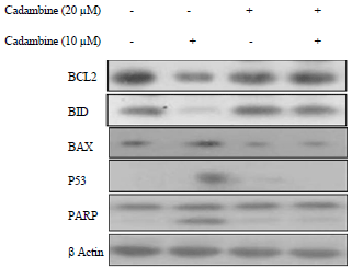 Image for - Neuroprotective Efficacy of Cadambine Against Cadmium in Primary Brain Neonatal Rat Cells