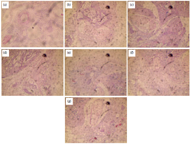 Image for - Evaluation of Effects of a Chinese Herb Formula on Adjuvant Induced Arthritis in Rats