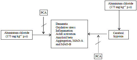 Image for - Neuroprotective Effect of Protocatechuic Acid Through MAO-B Inhibition in Aluminium Chloride Induced Dementia of Alzheimer’s Type in Rats