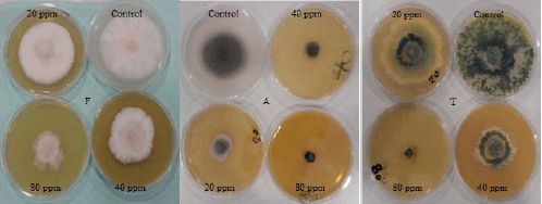 Image for - Fungal Biosynthesis of Silver Nanoparticles and Their Role in Control of Fusarium Wilt of Sweet Pepper and Soil-borne Fungi in vitro