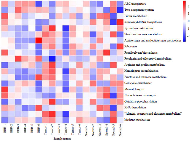 Image for - Antitumor Ability of Berberine Accompanied by Modulation of Gut Microbiome in Sarcoma-180 Tumor-bearing Mice