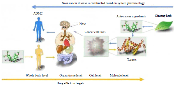 Image for - Herbal Traditional Medicines Ginseng (Panax quinquennium L.) Effects on Anti-nose Cancer and Anti-toxin in Systematic Pharmacology Treatment Mechanism for Nose Cancer: A Review